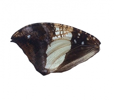 HYPNA CLYTEMNESTRA FRONT WING